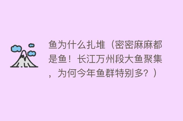 鱼为什么扎堆（密密麻麻都是鱼！长江万州段大鱼聚集，为何今年鱼群特别多？）