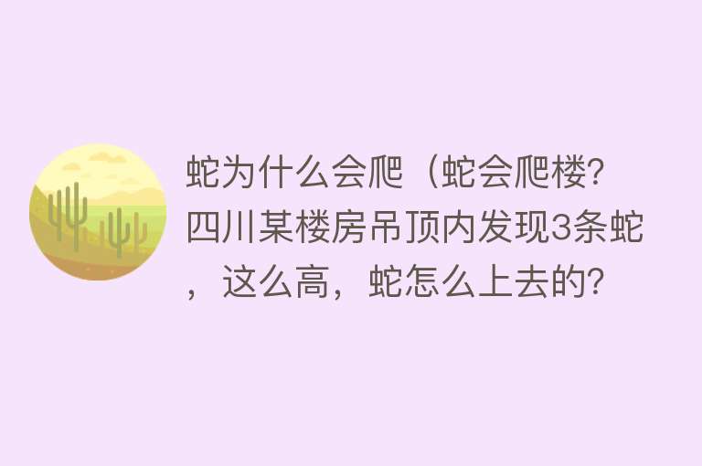 蛇为什么会爬（蛇会爬楼？四川某楼房吊顶内发现3条蛇，这么高，蛇怎么上去的？）