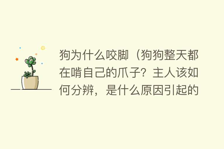 狗为什么咬脚（狗狗整天都在啃自己的爪子？主人该如何分辨，是什么原因引起的？）