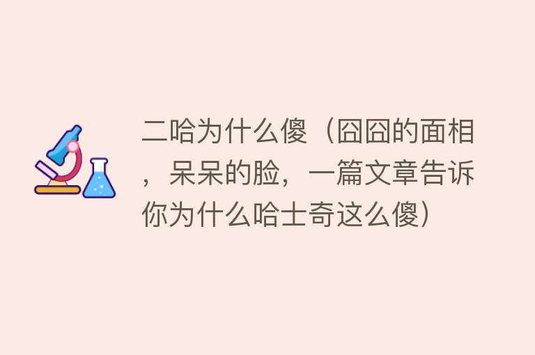 二哈为什么傻（囧囧的面相，呆呆的脸，一篇文章告诉你为什么哈士奇这么傻）