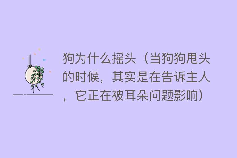 狗为什么摇头（当狗狗甩头的时候，其实是在告诉主人，它正在被耳朵问题影响）