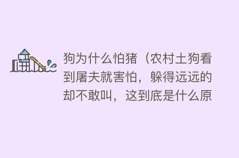 狗为什么怕猪（农村土狗看到屠夫就害怕，躲得远远的却不敢叫，这到底是什么原因）