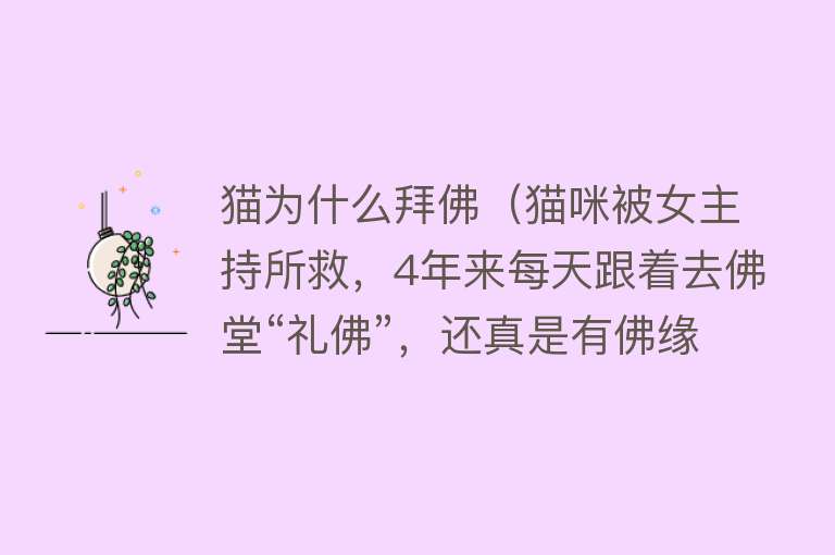 猫为什么拜佛（猫咪被女主持所救，4年来每天跟着去佛堂“礼佛”，还真是有佛缘）