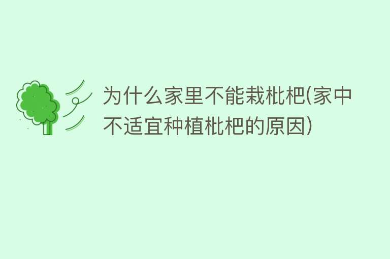 为什么家里不能栽枇杷(家中不适宜种植枇杷的原因)