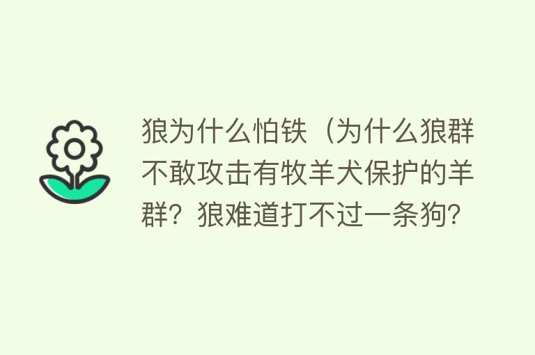 狼为什么怕铁（为什么狼群不敢攻击有牧羊犬保护的羊群？狼难道打不过一条狗？）