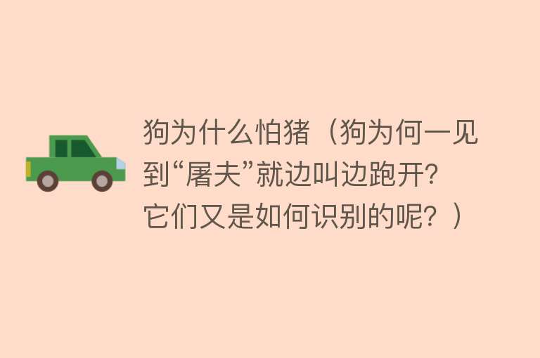 狗为什么怕猪（狗为何一见到“屠夫”就边叫边跑开？它们又是如何识别的呢？）