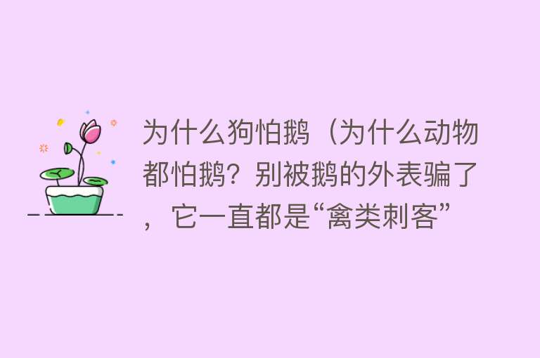 为什么狗怕鹅（为什么动物都怕鹅？别被鹅的外表骗了，它一直都是“禽类刺客”）