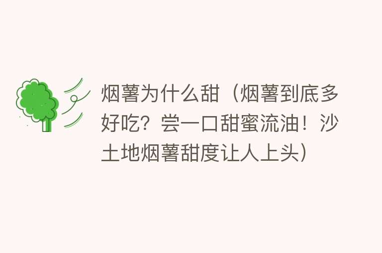 烟薯为什么甜（烟薯到底多好吃？尝一口甜蜜流油！沙土地烟薯甜度让人上头）