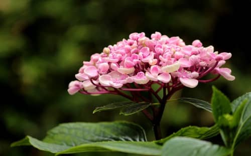 绣球花为什么又叫死人花（绣球花的花语和象征）