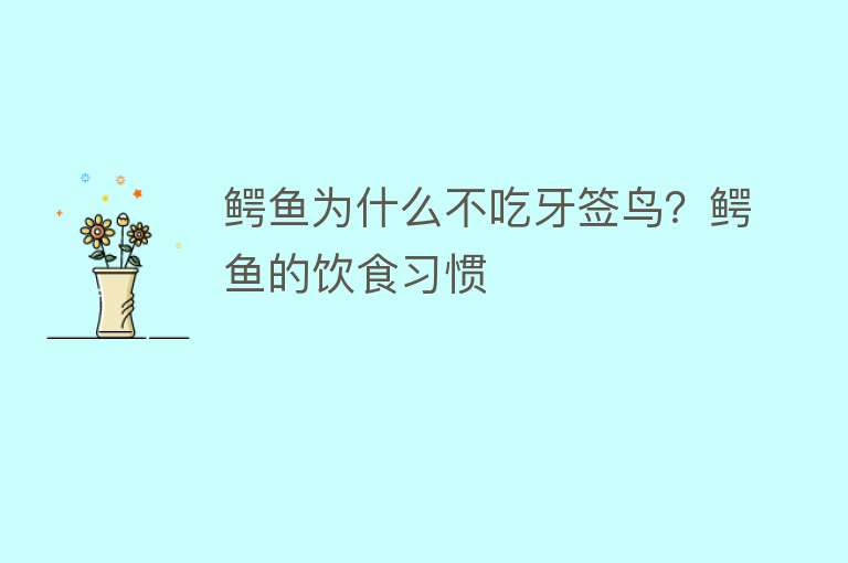 鳄鱼为什么不吃牙签鸟？鳄鱼的饮食习惯