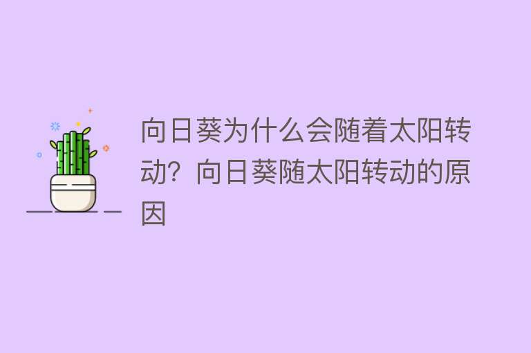 向日葵为什么会随着太阳转动？向日葵随太阳转动的原因