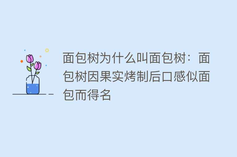 面包树为什么叫面包树：面包树因果实烤制后口感似面包而得名