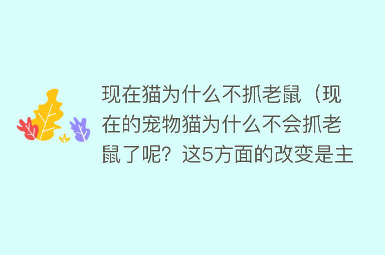 现在猫为什么不抓老鼠（现在的宠物猫为什么不会抓老鼠了呢？这5方面的改变是主要原因）