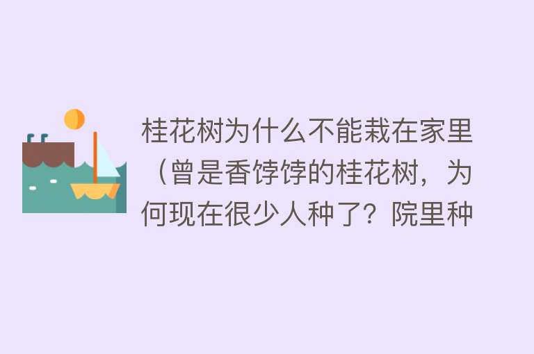 桂花树为什么不能栽在家里（曾是香饽饽的桂花树，为何现在很少人种了？院里种桂花树不好？）