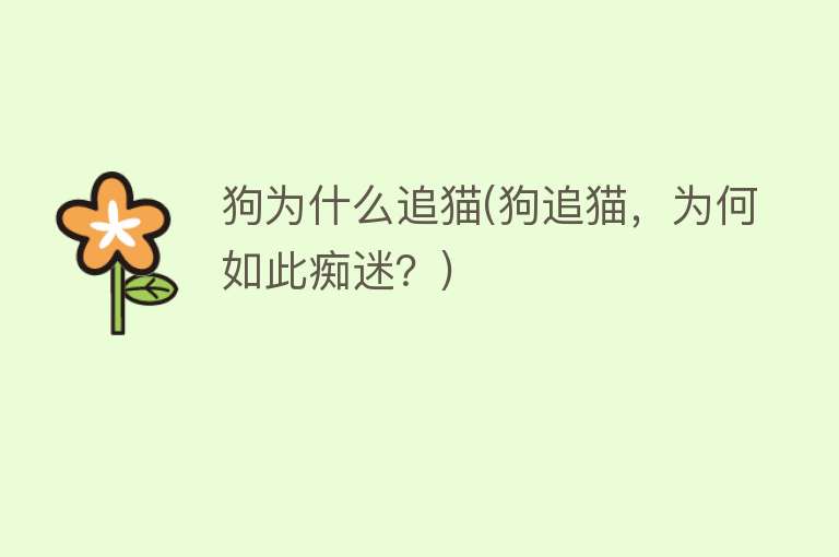 狗为什么追猫(狗追猫，为何如此痴迷？)