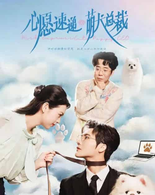 心愿速递之萌犬总裁(50集全)蓝曦鹿&蒋辰瑞-搜外项目网